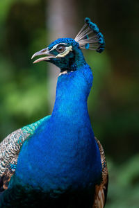 Close-up of peacock