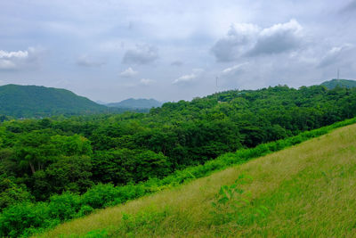 Scenic view of trees on field against sky