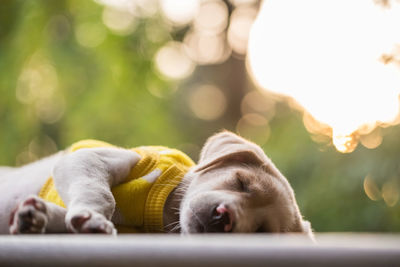 Lazy labrador retriever puppy dog in sweater sleep with foliage sunset bokeh in park. 