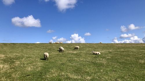 Sheep grazing in a field