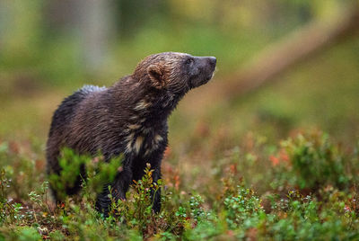 Side view of an animal on land