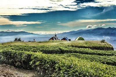 Scenic view of agricultural field against sky