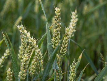 Closeup of green ears of wheat growing in a summer wheat field