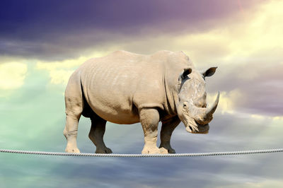 rhinoceros