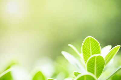 Close-up of plant growing on field