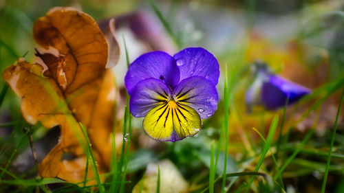 Close-up of purple flowering plant on field