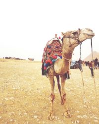 Horse standing on desert against clear sky