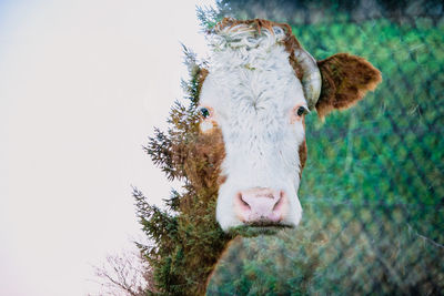 Double exposure portrait of a cow and pine trees