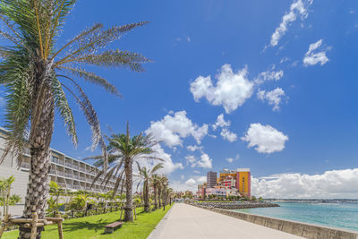 Palm trees by sea against blue sky