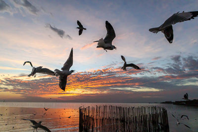 bird