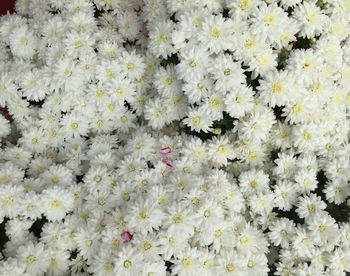 Full frame shot of white flowering plants