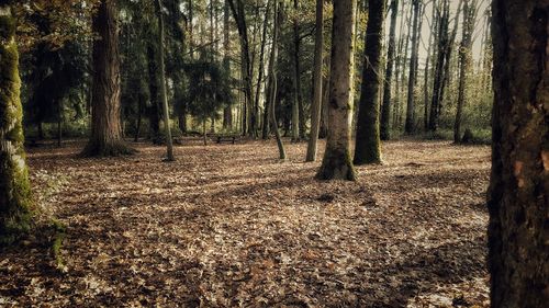 Trees in forest