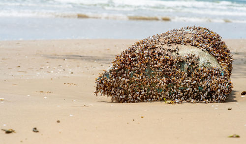 Close-up of pebbles at beach