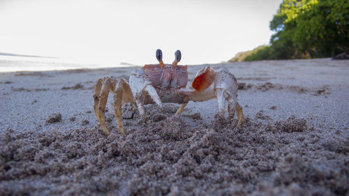 Closeup of crab 