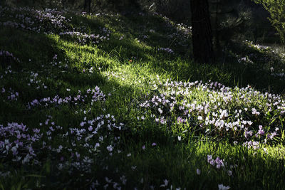 Purple flowering plants on field by lake