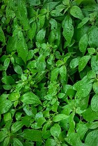 Full frame shot of water drops on plants