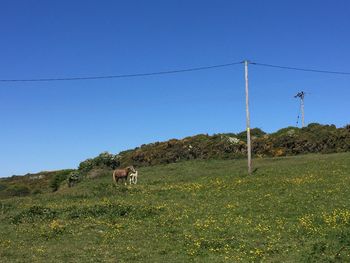 View of a horse on field