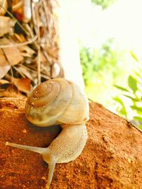 Close-up of snail