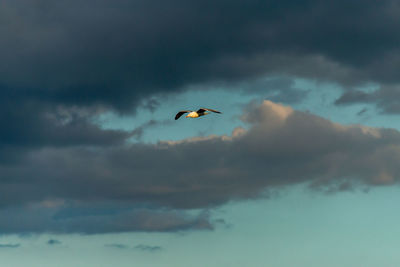 Low angle view of bird flying in sky