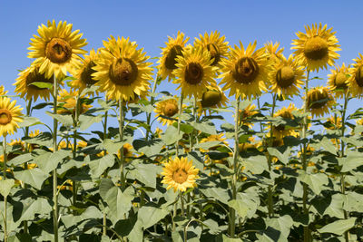 Close-up of yellow flowering plants against sky