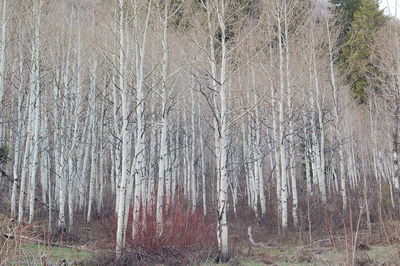 Plants growing on tree trunk