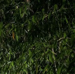 Full frame shot of green leaves on field