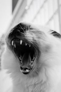 Close-up of cat yawning