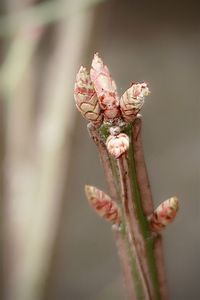 Close-up of wilted flower bud