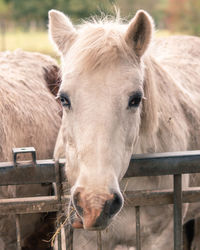 Close-up portrait of horse in ranch