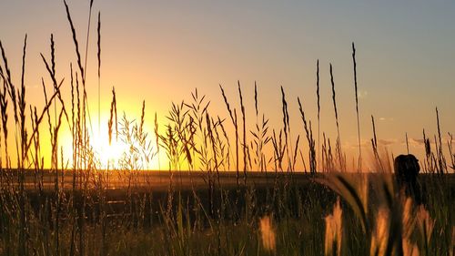 Silhouette plants on field against sky during sunset