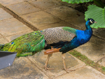 Close-up of peacock