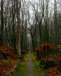 Footpath passing through forest