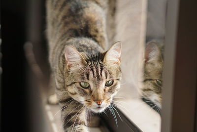 Cat on window sill