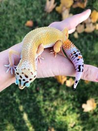 Close-up of a hand holding a lizard