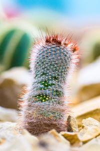 Close-up of cactus plant