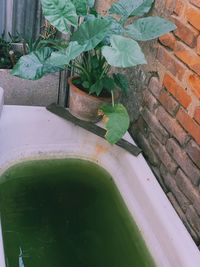 High angle view of potted plant against wall