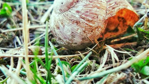 Close-up of a mushroom in field