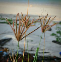 Close-up of plant against sky