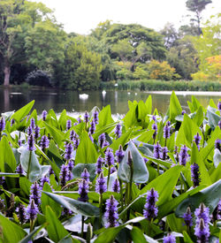 Purple flowers blooming in lake