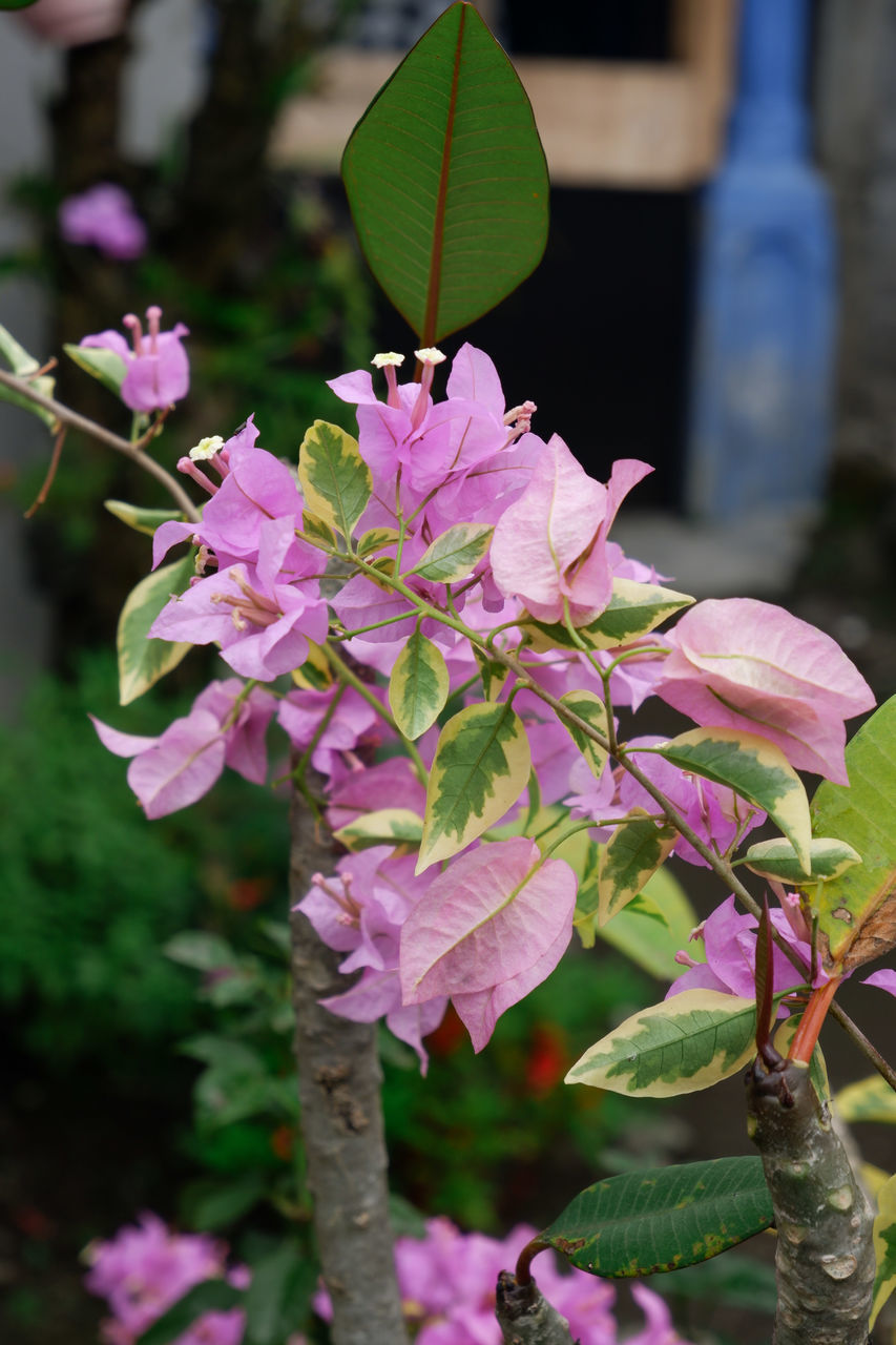 CLOSE-UP OF PINK ROSE PLANT