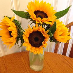 Close-up of sunflower