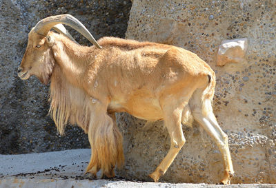 Side view of goat standing on land