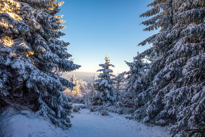 Pine trees on snow covered land against sky