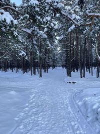 Trees on snow covered field during winter
