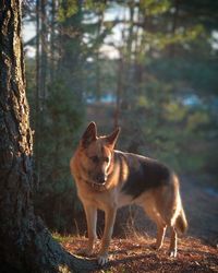 View of a dog in the forest