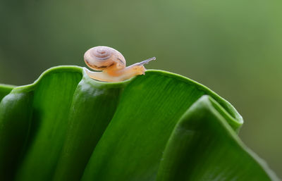 Close-up of snail on leaf