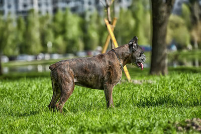 Black dog on field