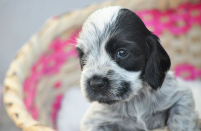 Close-up portrait of puppy