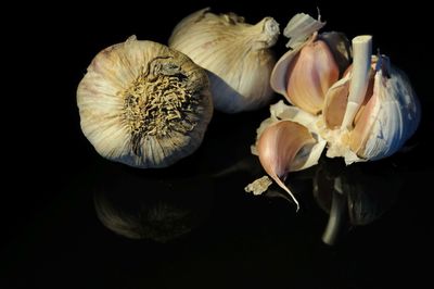 Close-up of white flowers against black background