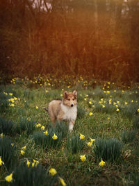 Cat lying on grassy field